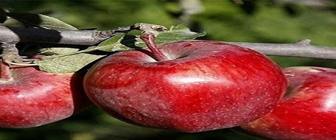 تصویر 5 از قیمت سیب سرخ دماوند با کیفیت ارزان + خرید عمده